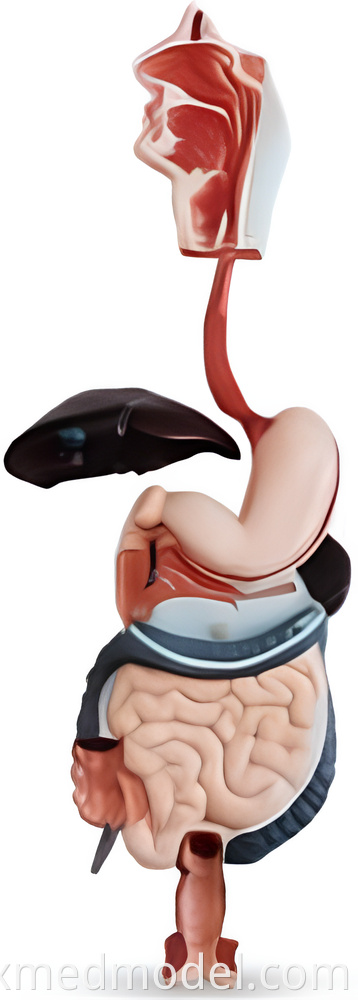 Human Digestive System Model